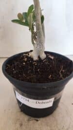 Planta Dobrada 3734 – 30cm – 01 ano - Imagem 7