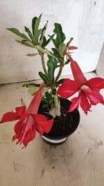 Planta Dobrada 3734 – 30cm – 01 ano - Imagem 6