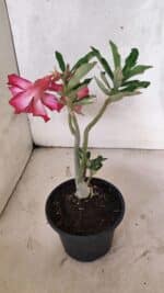 Planta Dobrada 3734 – 30cm – 01 ano - Imagem 5