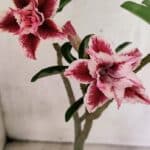 Planta Dobrada 3735 – 30cm – 02 anos