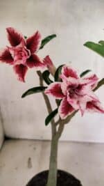 Planta Dobrada 3735 – 30cm – 02 anos