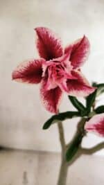 Planta Dobrada 3735 – 30cm – 02 anos - Imagem 3