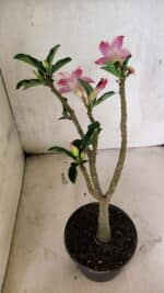 Planta Dobrada 3735 – 30cm – 02 anos - Imagem 7