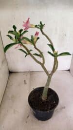 Planta Dobrada 3735 – 30cm – 02 anos - Imagem 6