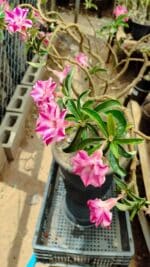 Planta Dobrada 3736 – 70cm – 06 anos - Imagem 6