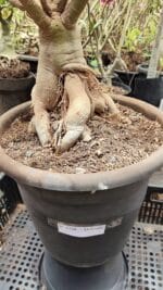 Planta Dobrada 3736 – 70cm – 06 anos - Imagem 11