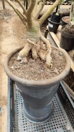 Planta Dobrada 3736 – 70cm – 06 anos - Imagem 5