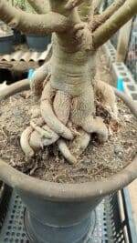 Planta Dobrada 3736 – 70cm – 06 anos - Imagem 7