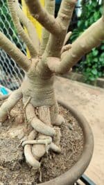 Planta Dobrada 3736 – 70cm – 06 anos - Imagem 10