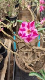 Planta Dobrada 3736 – 70cm – 06 anos - Imagem 4