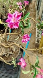 Planta Dobrada 3736 – 70cm – 06 anos - Imagem 9