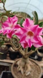 Planta Dobrada 3736 – 70cm – 06 anos