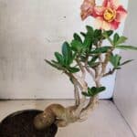 Planta Dobrada 3737 – 30cm – 02 anos