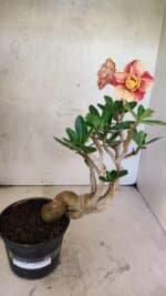 Planta Dobrada 3737 – 30cm – 02 anos