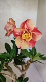 Planta Dobrada 3737 – 30cm – 02 anos - Imagem 3