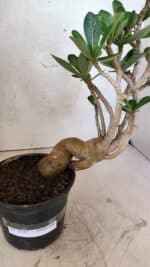 Planta Dobrada 3737 – 30cm – 02 anos - Imagem 8