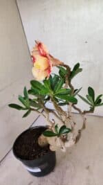 Planta Dobrada 3737 – 30cm – 02 anos - Imagem 5