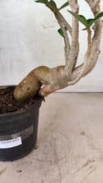 Planta Dobrada 3737 – 30cm – 02 anos - Imagem 4