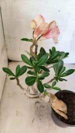 Planta Dobrada 3737 – 30cm – 02 anos - Imagem 6