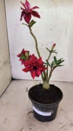 Planta Dobrada 3738 – 30cm – 02 anos - Imagem 2