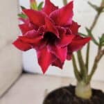 Planta Dobrada 3738 – 30cm – 02 anos