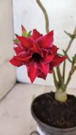 Planta Dobrada 3738 – 30cm – 02 anos