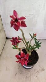 Planta Dobrada 3738 – 30cm – 02 anos - Imagem 4