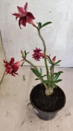 Planta Dobrada 3738 – 30cm – 02 anos - Imagem 6