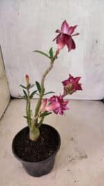 Planta Dobrada 3738 – 30cm – 02 anos - Imagem 5