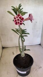 Planta Dobrada 3739 – 35cm – 03 anos - Imagem 2