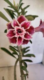 Planta Dobrada 3739 – 35cm – 03 anos