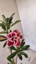 Planta Dobrada 3739 – 35cm – 03 anos - Imagem 4