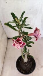 Planta Dobrada 3739 – 35cm – 03 anos - Imagem 5