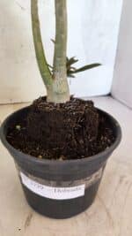 Planta Dobrada 3739 – 35cm – 03 anos - Imagem 8