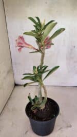 Planta Dobrada 3739 – 35cm – 03 anos - Imagem 6