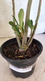 Planta Dobrada 3740 – 35cm – 03 anos - Imagem 6