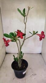 Planta Dobrada 3740 – 35cm – 03 anos - Imagem 5