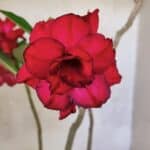 Planta Dobrada 3740 – 35cm – 03 anos