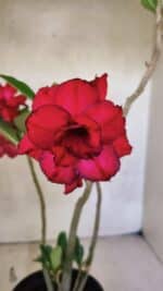 Planta Dobrada 3740 – 35cm – 03 anos