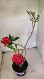Planta Dobrada 3740 – 35cm – 03 anos - Imagem 4