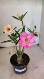 Planta Dobrada 3741 – 30cm – 02 anos - Imagem 2