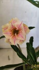 Planta Dobrada 3741 – 30cm – 02 anos