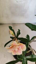 Planta Dobrada 3741 – 30cm – 02 anos - Imagem 4