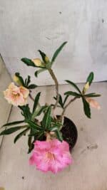 Planta Dobrada 3741 – 30cm – 02 anos - Imagem 5