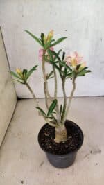 Planta Dobrada 3741 – 30cm – 02 anos - Imagem 8