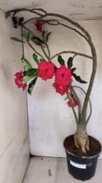 Planta Dobrada 3742 – 60cm – 04 anos - Imagem 2