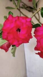 Planta Dobrada 3742 – 60cm – 04 anos - Imagem 3