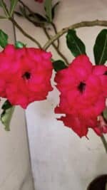 Planta Dobrada 3742 – 60cm – 04 anos - Imagem 7