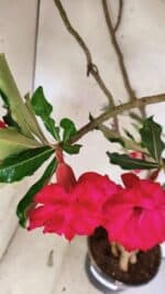 Planta Dobrada 3742 – 60cm – 04 anos - Imagem 5