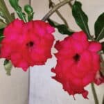 Planta Dobrada 3742 – 60cm – 04 anos